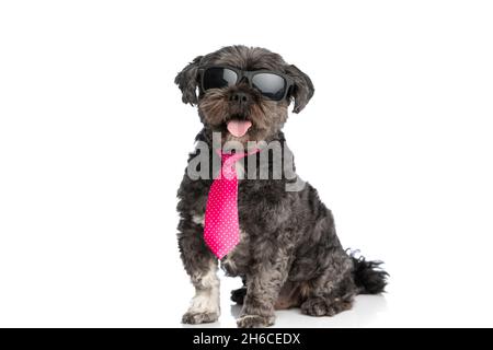 cool metis dog sticking out tongue at the camera, wearing a pink tie and sunglasses Stock Photo