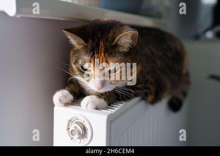 Fluffy cat lying on warm radiator battery. Multi colored kitty feel comfortable sleep on hot heater Stock Photo