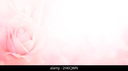 Blurred horizontal background with rose of pink color. Copy space for your text. Mock up template. Can be used for wallpaper, wedding card, web page b Stock Photo