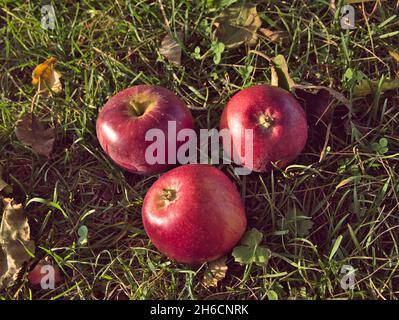 Isolated three ripe red apples that have fallen on the green grass Stock Photo