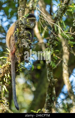 Golden Monkey - Cercopithecus kandti, beautiful colored rare monkey from African forests, Mgahinga Gorilla National Park, Uganda. Stock Photo