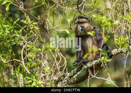 Golden Monkey - Cercopithecus kandti, beautiful colored rare monkey from African forests, Mgahinga Gorilla National Park, Uganda. Stock Photo