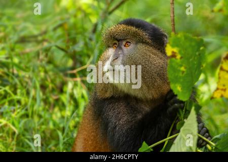 Golden Monkey - Cercopithecus kandti, beautiful colored rare monkey from African forests, Mgahinga Gorilla National Park, Uganda. Stock Photo