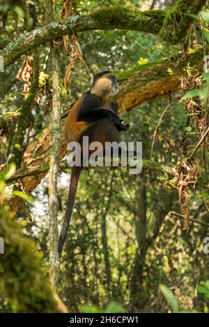 Golden Monkey - Cercopithecus kandti, beautiful colored rare monkey from African forests, Mgahinga Gorilla National Park, Uganda. Stock Photo