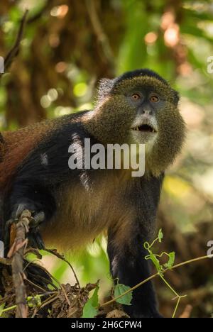 Golden Monkey - Cercopithecus kandti, beautiful colored rare monkey from African forests, Mgahinga Gorilla National Park, Uganda. Stock Photo