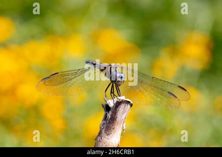 A male Blue Dasher dragonfly (Pachydiplax longipennis) perched on a branch top waiting for prey to come in range. Stock Photo