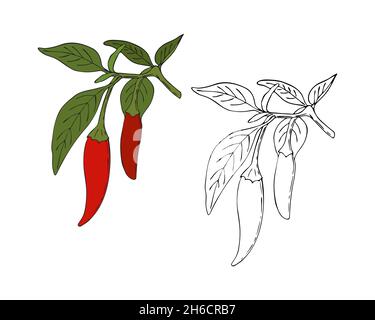 Chili pepper hand drawing doodling style, color and outline. Isolated. White background. Vector illustration Stock Vector