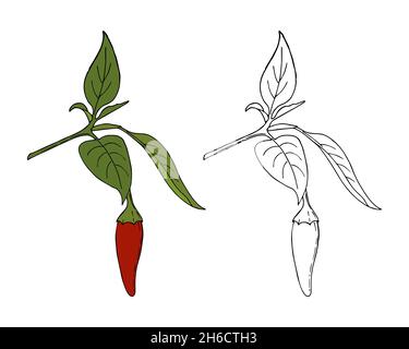 Chili pepper hand drawing doodling style, color and outline. Isolated. White background. Vector illustration Stock Vector