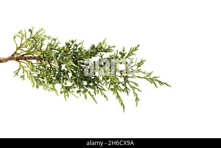 Juniperus thurifera branch, leaves and seeds, Spanish juniper, incense juniper, studio shot, white background Stock Photo