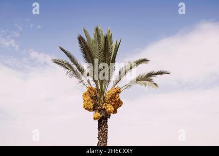 an abundant cluster of ripe gold colored dates sit high on a freshly pruned date palm tree with blue sky and a soft white cloud in the background Stock Photo