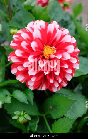 Dahlia 'Maxi Tampico'. Bright red flowers with white petal tips, bicolor. Maxi' series of Dahlias. Dahlia Dalina 'Maxi Tampico'. Stock Photo