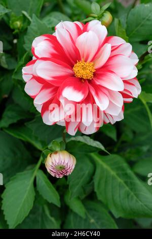 Dahlia 'Maxi Tampico'. Bright red flowers with white petal tips, bicolor. Maxi' series of Dahlias. Dahlia Dalina 'Maxi Tampico'. Stock Photo