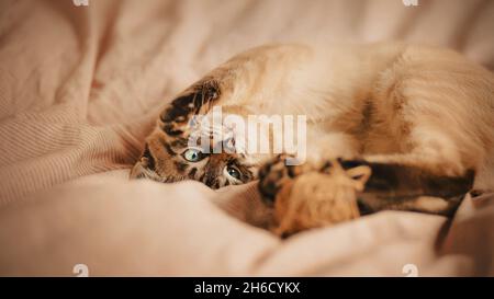 Cute tabby Thai kitten is having fun playing with a ball of wool, lying on a soft bed with a striped blanket. A pet. Stock Photo