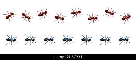 Vector set of straight and wavy lines of marching ants. 3D realistic illustration of a path or trail of walking red and black domestic insects isolate Stock Vector