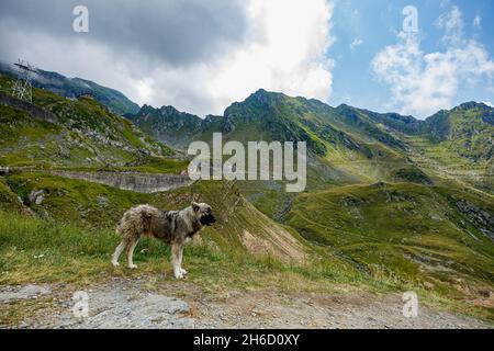 A romanian shepherd in the carpathian Stock Photo