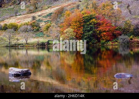 Reflections in Llyn Geirionydd lake in Gwydyr Forest Park in autumn in Snowdonia National Park. Betws-y-Coed, Conwy, North Wales, UK, Britain Stock Photo