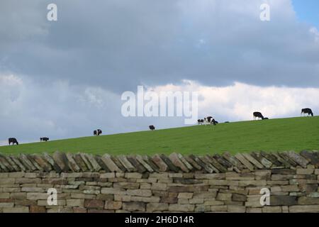 Line of black and white cows, Holstein Friesian cattle, spread out in a line along the horizon of a green grassy hill. They graze peacefully Stock Photo
