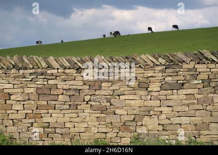 Milk cows graze in the background behind this well structured dry stone wall. Plants and weeds grow at the base of the wall, and the grass is luscious Stock Photo