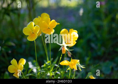 Violet tricolor with yellow flowers. Violet Pansies in nature. Small yellow flowers. Horizontal photography for design Stock Photo