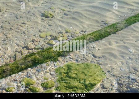 thick rope covered with seaweed underwater, on sand and stone ground. Selective Focus mossy rope. Stock Photo