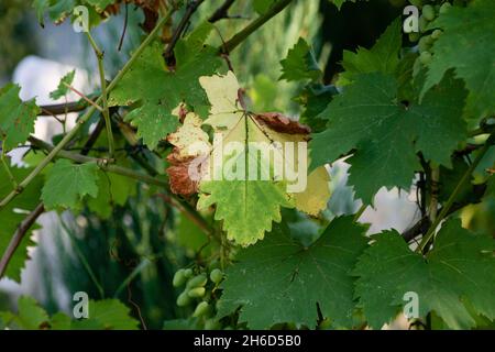 A very dangerous grape disease that affects the aerial parts of the plant, covering the upper side of the leaves with a white coating. Dark spots appear on diseased leaves. Spots appear turn brown  Stock Photo