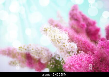 Pink Spirea flowers on bush. Spiraea flowers decorative gardening management Stock Photo