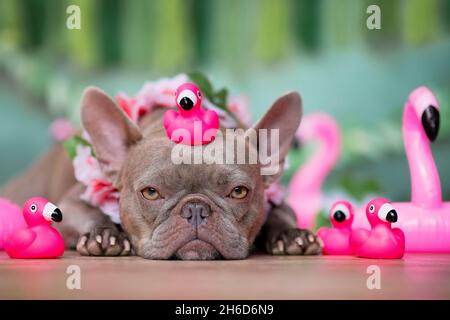 French Bulldog dog with tropical flower garlands and rubber toy flamingos in front of green background Stock Photo
