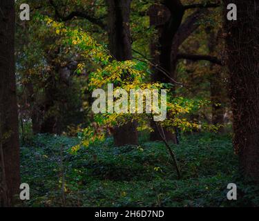 sapling shedding its bright Autumn yellow leaves in local woods in south london Stock Photo