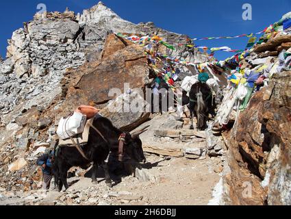 Caravan of yaks and woman in Renjo La Pass near Mount Everest, three passes trek, Khumbu valley, Nepal Himalayas mountains Stock Photo