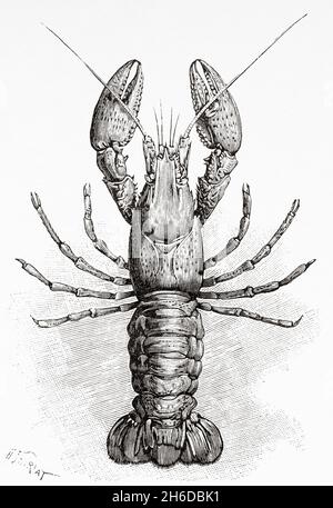 American crayfish. Spinycheek Crayfish (Orconectes limosus) Old 19th century engraved illustration from La Nature 1897 Stock Photo