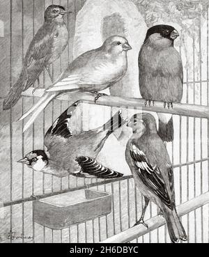 Songbirds. Nightingale, Serin, Bullfinch, Goldfinch, Chaffinch. Old 19th century engraved illustration from La Nature 1897 Stock Photo