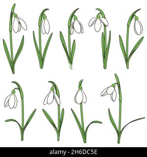 Set of color illustrations with snowdrops. Isolated vector objects on white background. Stock Vector