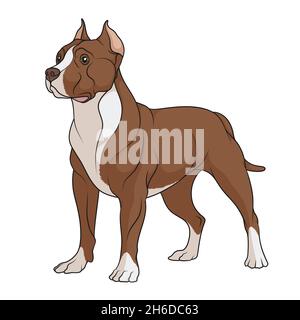 Color illustration of a chocolate, brown pit bull with white spots. Isolated vector object on white background. Stock Vector