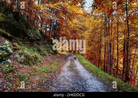Amazing Autumn forest scenery. Irati forest in Navarra. Spain Stock Photo