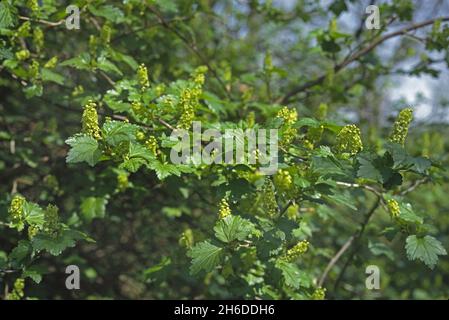 mountain currant (Ribes alpinum), blooming twig, Germany Stock Photo