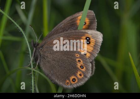 woodland ringlet (Erebia medusa, Erebia botevi), sits on a blade of grass, Germany Stock Photo