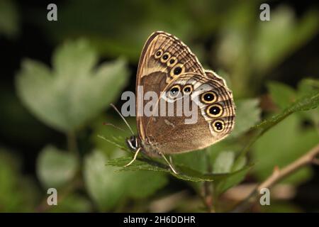 Woodland brown (Lopinga achine), sits on a leaf, Germany Stock Photo