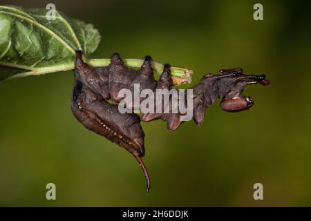 Lobster moth (Stauropus fagi), defense posture of the caterpillar, Germany Stock Photo