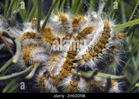 pine processionary moth (Thaumetopoea pinivora, Traumatocampa pinivora), cluster of caterpillars on a scots pine , Germany Stock Photo