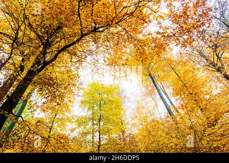 common beech (Fagus sylvatica), beeches with yellow, orange and brown coloured autumn leaves, Tree of the Year 2022, Germany, Odenwald Stock Photo