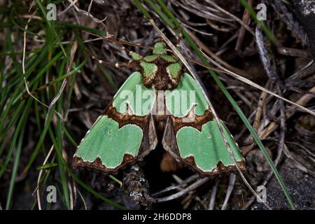 noctuid moth (Staurophora celsia), sitting on dried grass, view from above, Germany Stock Photo
