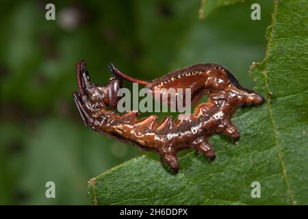 Lobster moth (Stauropus fagi), defense posture of the caterpillar, Germany Stock Photo
