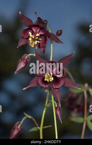 Dark columbine, Granny's bonnet, Dark Red Columbine (Aquilegia atrata), flowers, Germany Stock Photo