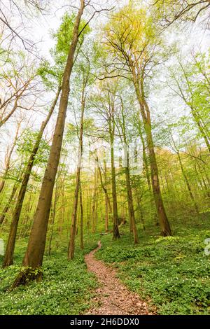 Path Through Deciduous Forest With Blooming Wild Garlic (Allium Ursinum ...