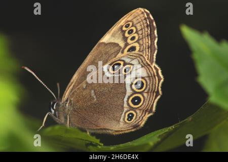 Woodland brown (Lopinga achine), sits on a leaf, Germany Stock Photo