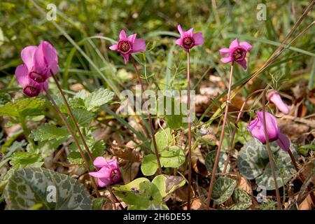 European cyclamen (Cyclamen purpurascens), blooming, Germany Stock Photo