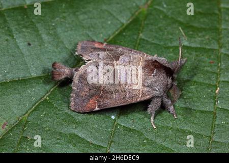 Small Chocolate-tip (Clostera pigra, Pygaera pigra), male sits on a leaf, Germany Stock Photo