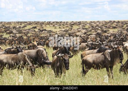 Africa, Tanzania, Serengeti National Park annual migration of over one million white bearded (or brindled) wildebeest and 200,000 zebra. Photographed Stock Photo