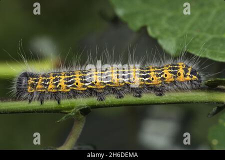 Buff-tip moth, Buff tip caterpillar (Phalera bucephala), Caterpillar on a stem, Germany Stock Photo