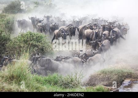 Annual migration of over one million Blue Wildebeest (Connochaetes taurinus) and 200,000 zebras. Photographed in Spring April in Serengeti, Tanzania Stock Photo